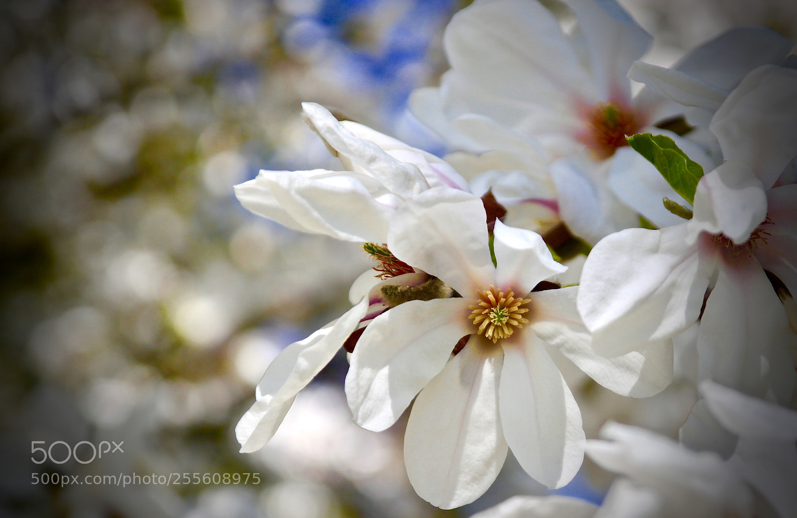 Canon EOS 500D (EOS Rebel T1i / EOS Kiss X3) sample photo. Springtime photography