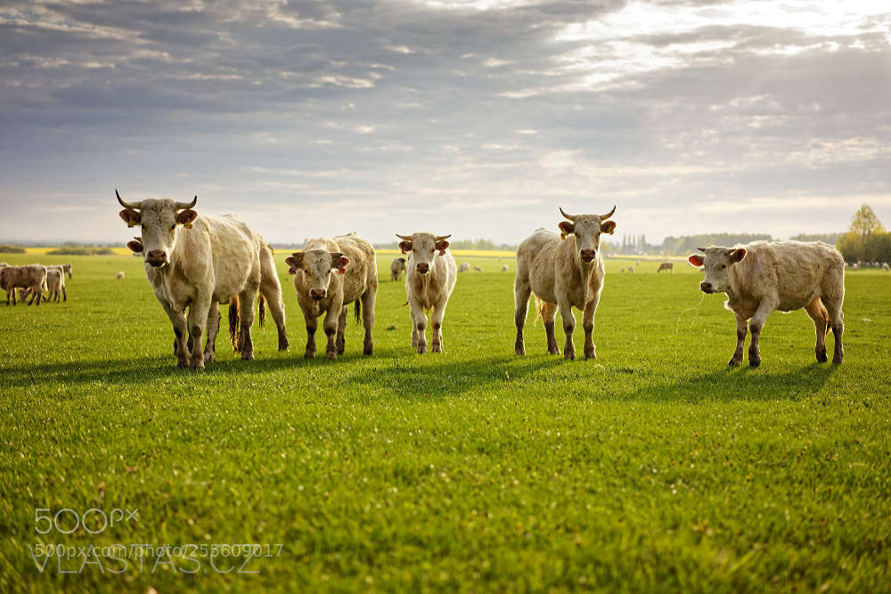Sony a7R sample photo. Group of cows photography