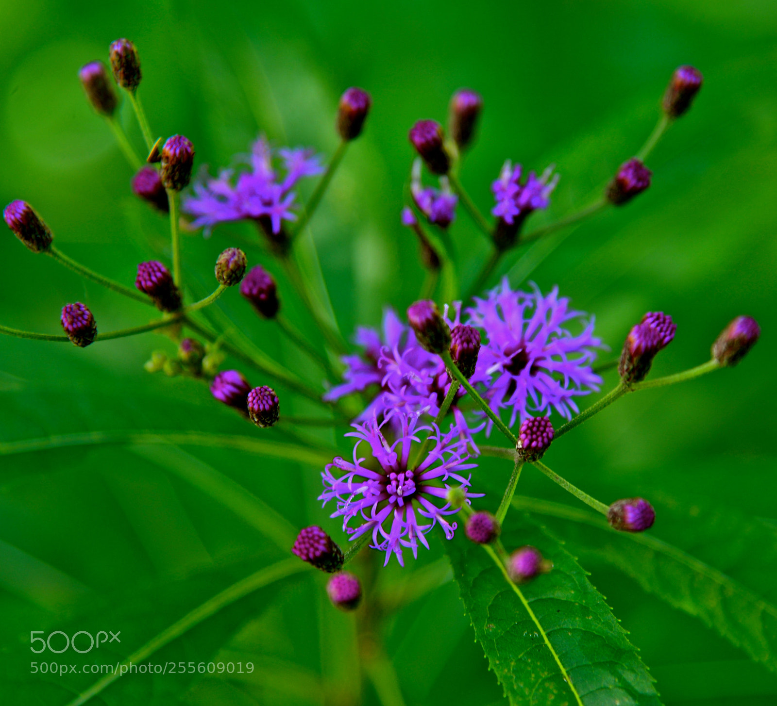 Nikon D600 sample photo. Purple blooms photography