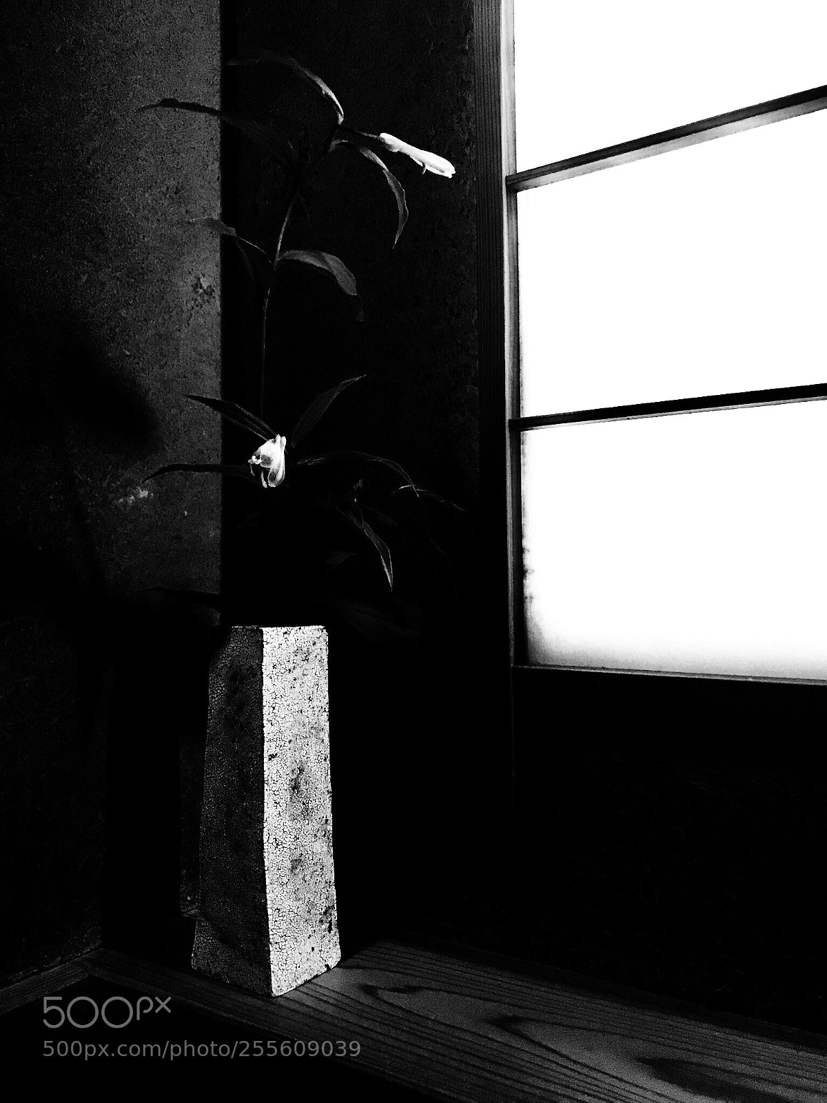 Apple iPhone 7 Plus sample photo. Flower in a vase photography