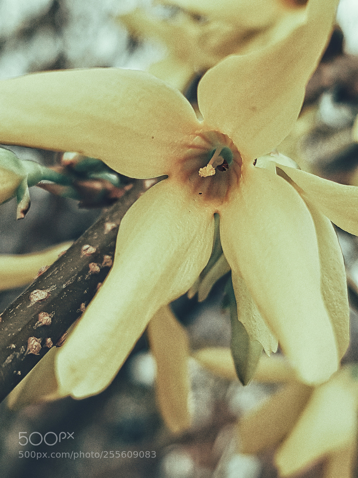 Samsung Galaxy S7 sample photo. Goldrain flower photography