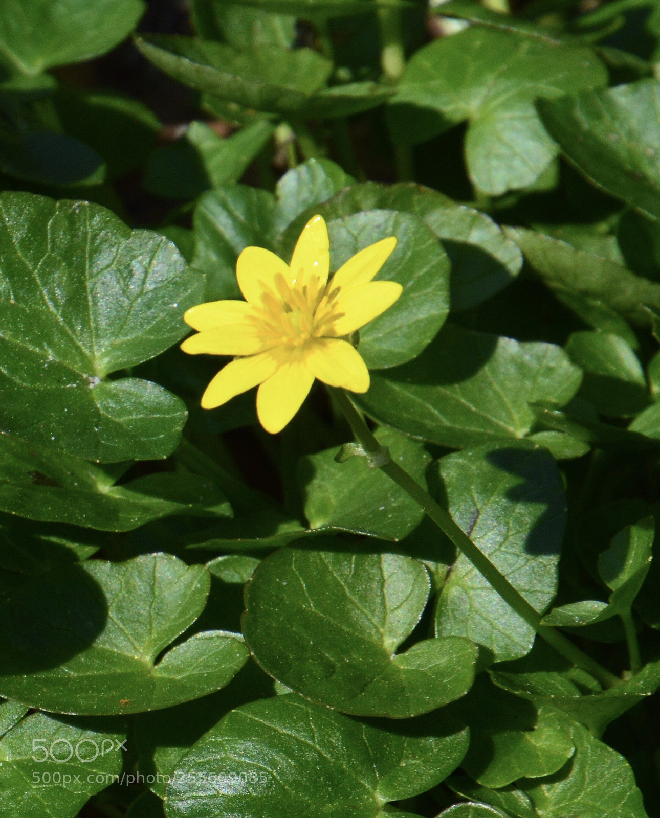 Nikon D3200 sample photo. Yellow island in a photography