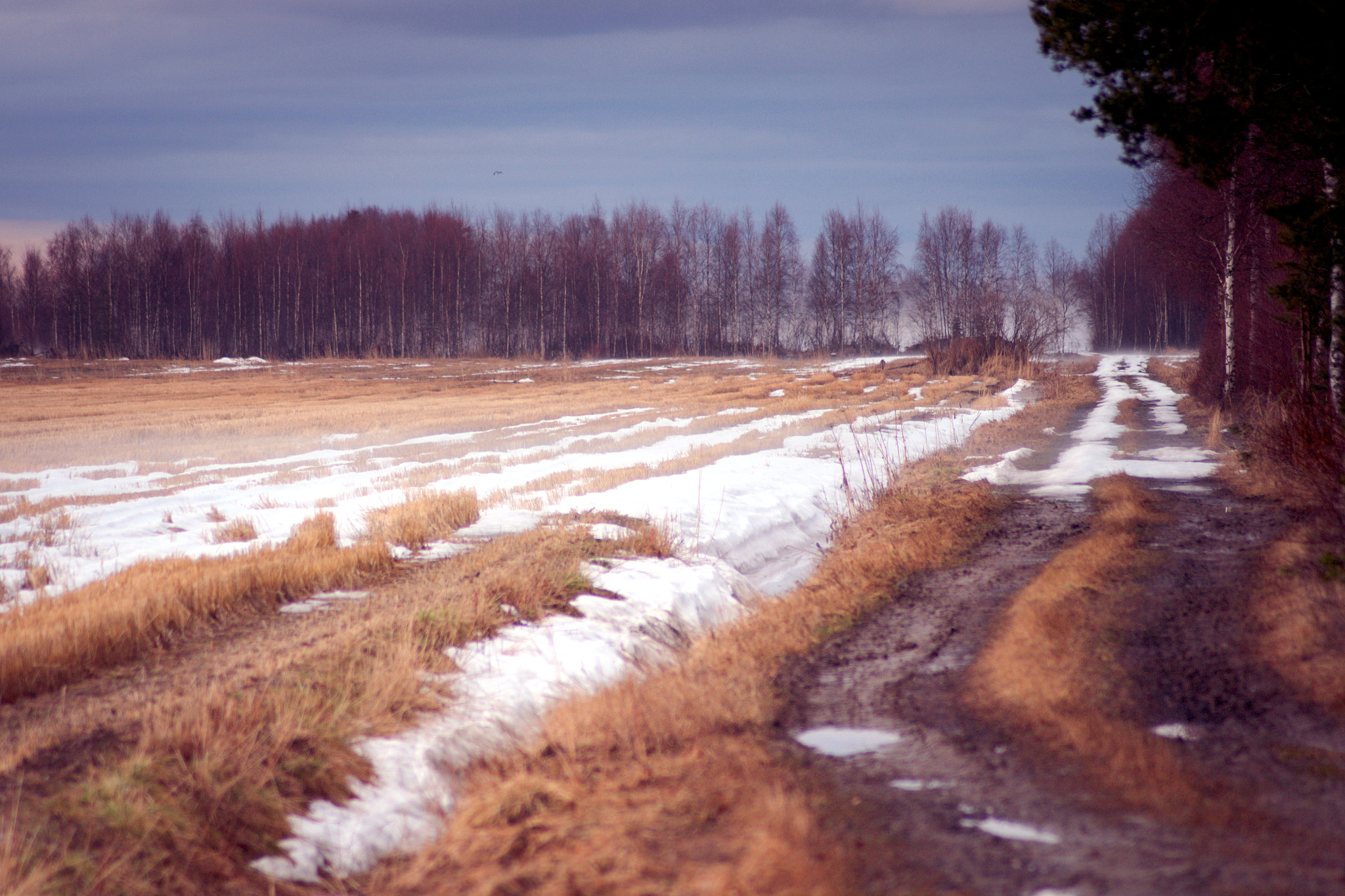 Tamron AF 70-300mm F4-5.6 LD Macro 1:2 sample photo. Spring in finland photography