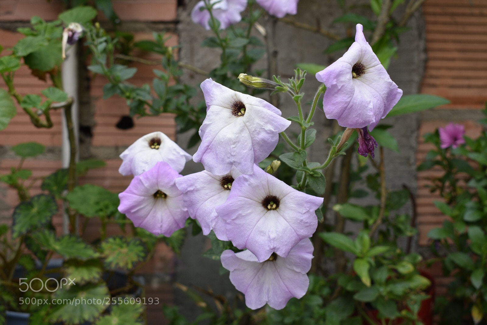 Nikon D3400 sample photo. Flores  photography