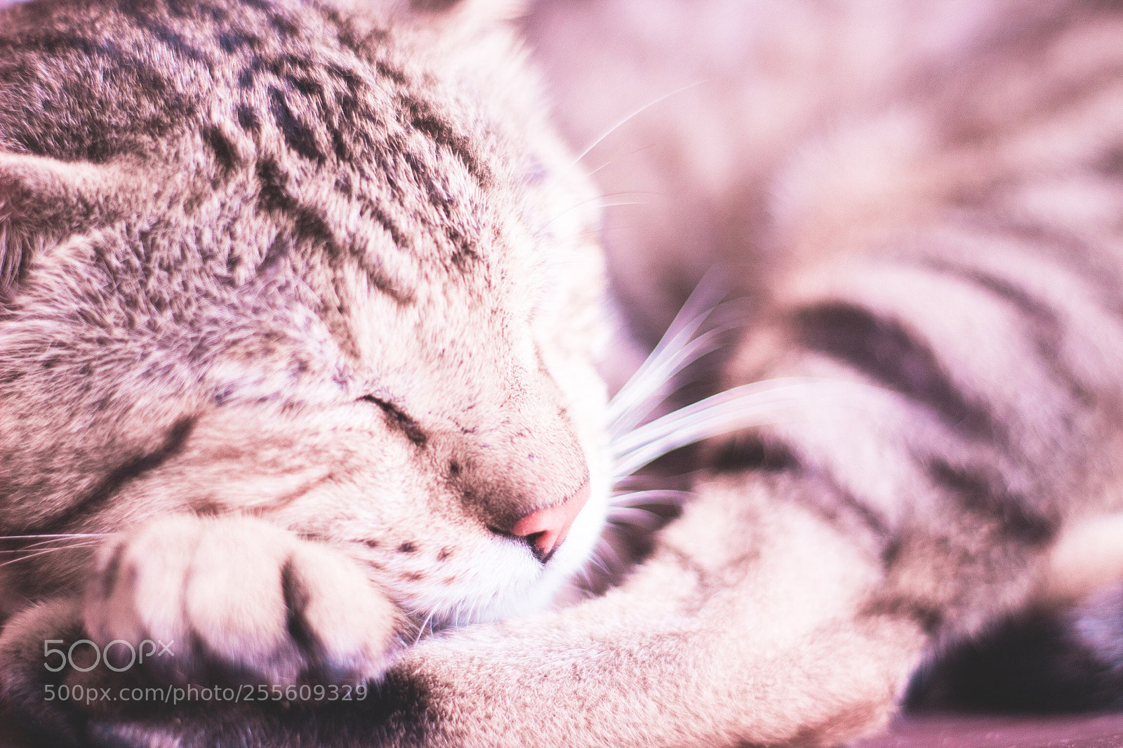Canon EOS 1300D (EOS Rebel T6 / EOS Kiss X80) sample photo. Kitty  photography