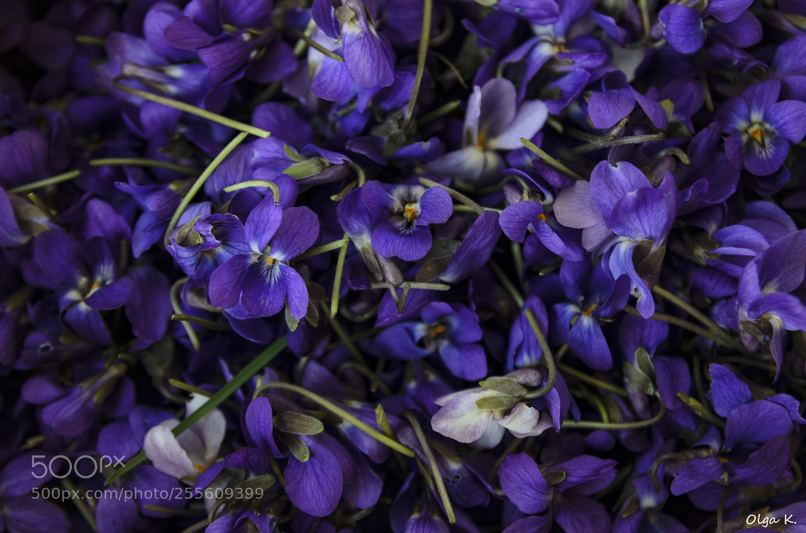 Nikon D7000 sample photo. Violets photography