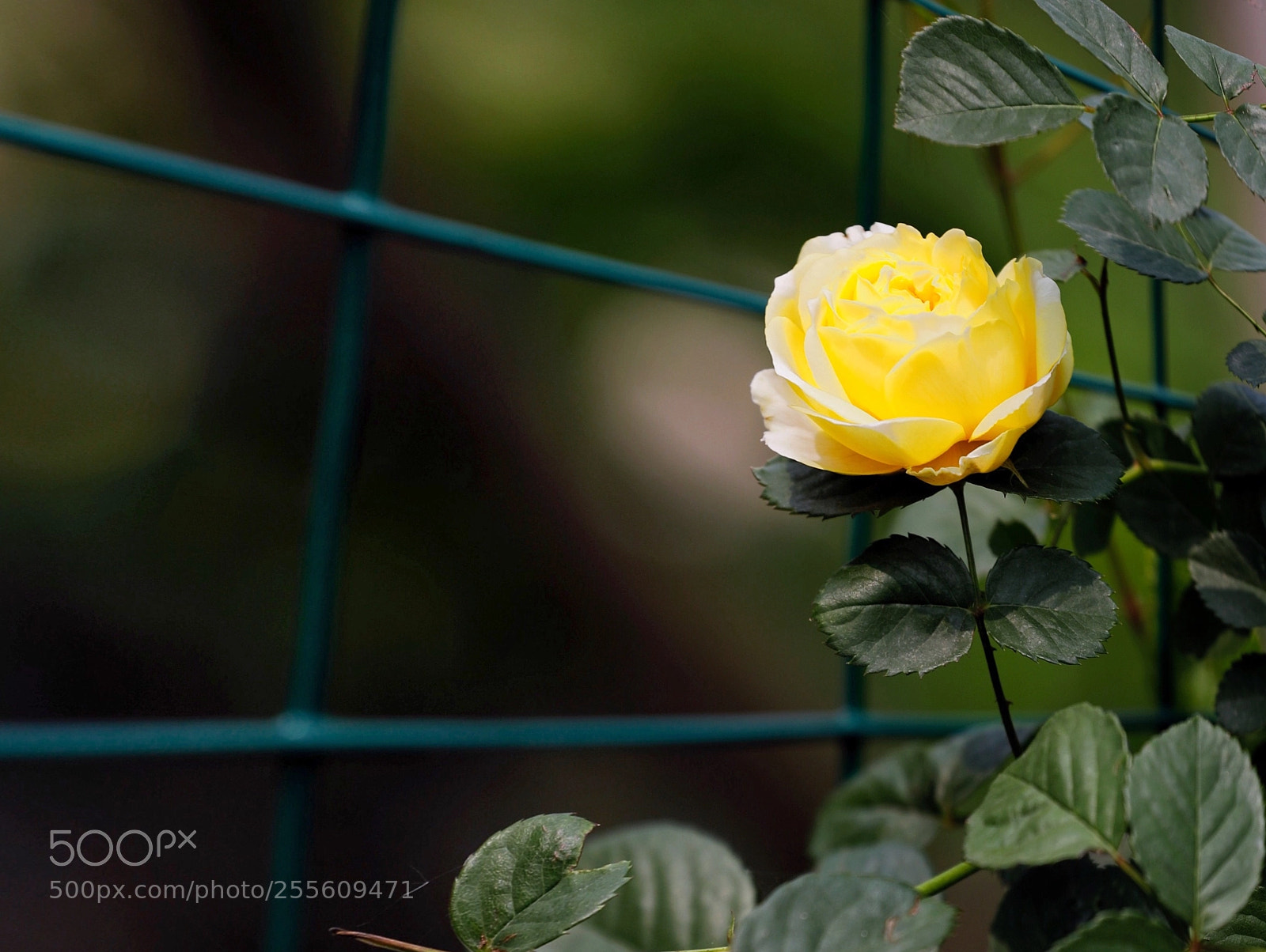 Canon EOS 5D Mark IV sample photo. Untitled photography