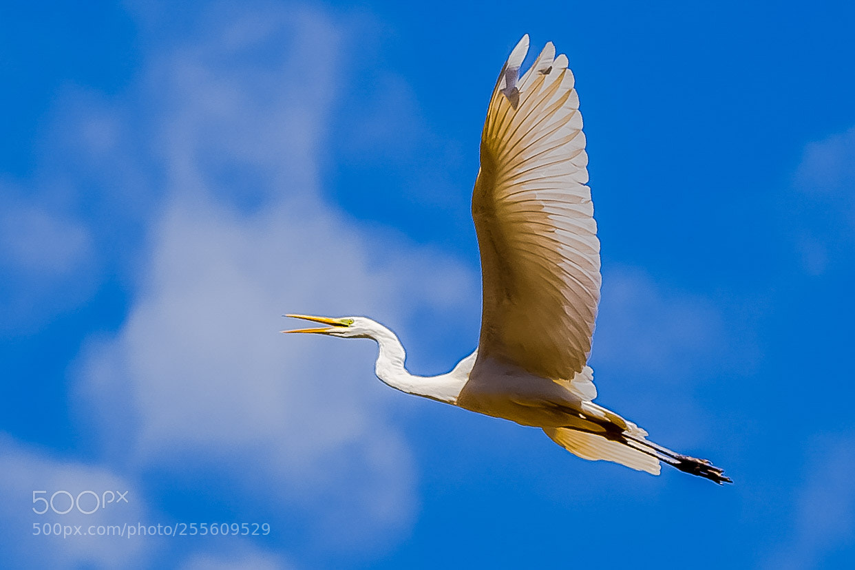 Canon EOS 6D sample photo. Flying away photography