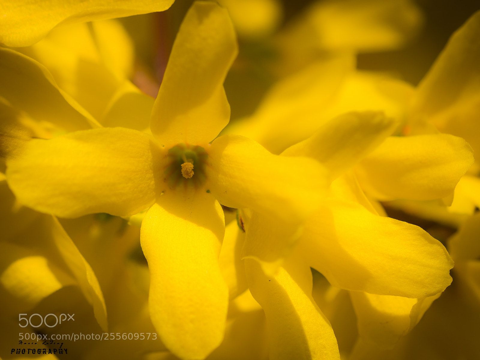 Canon EOS 700D (EOS Rebel T5i / EOS Kiss X7i) sample photo. ☆in yellow☆ photography