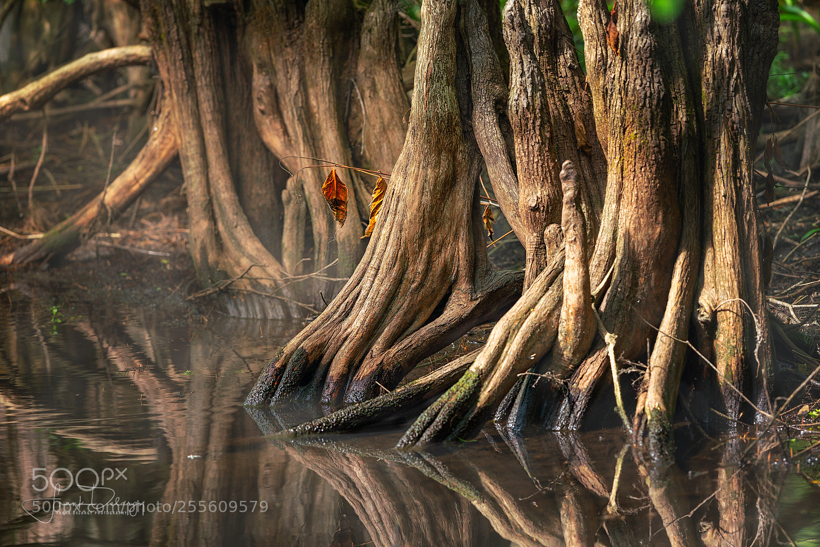 Sony a7R III sample photo. Lettuce lake cypress photography