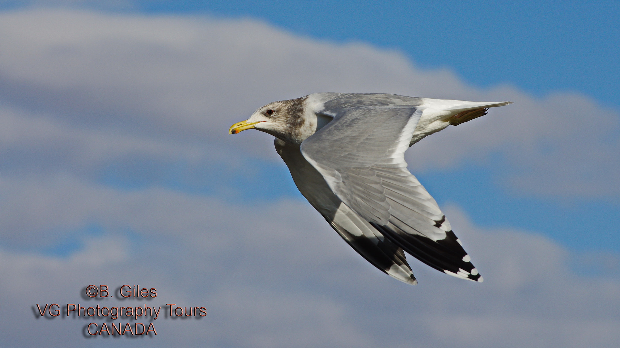 Pentax smc DA* 60-250mm F4.0 ED (IF) SDM sample photo. Fly by photography