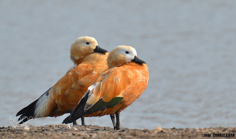 Nikon D3100 sample photo. Ruddy shelducks photography