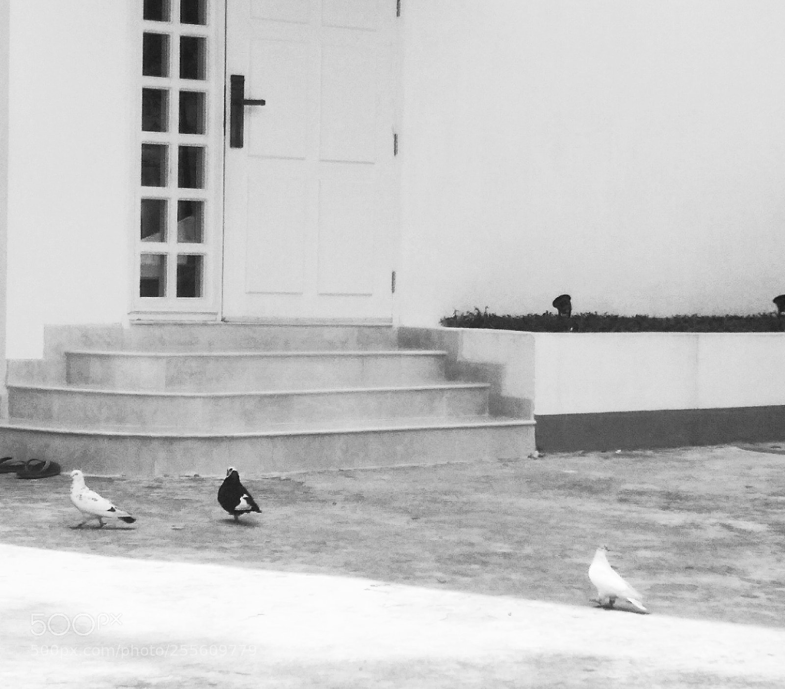 Xiaomi Redmi 4X sample photo. Pigeon photography