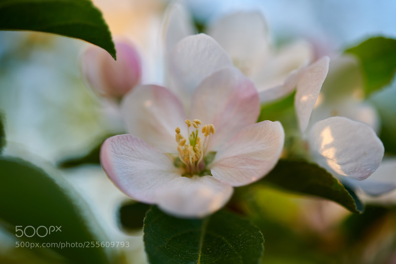 Nikon D850 sample photo. If i grow up photography