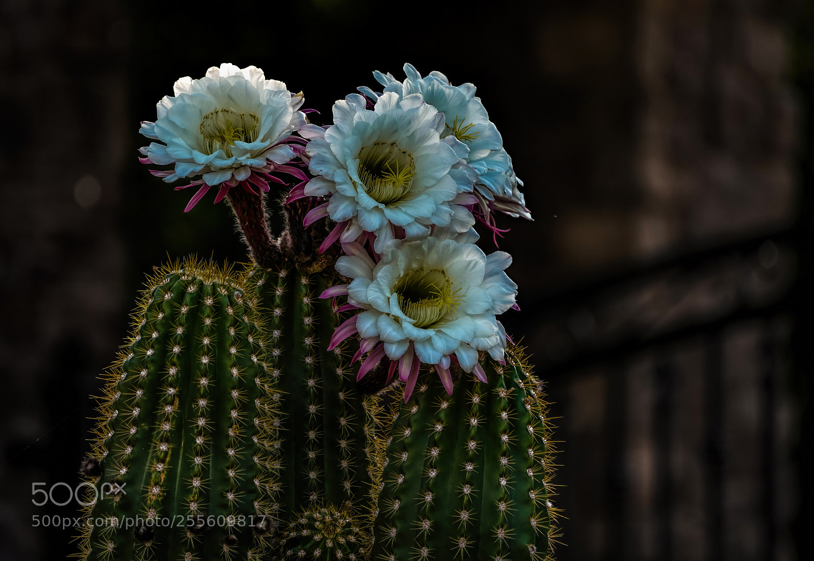 Sony a7R III sample photo. A mix of beauty photography