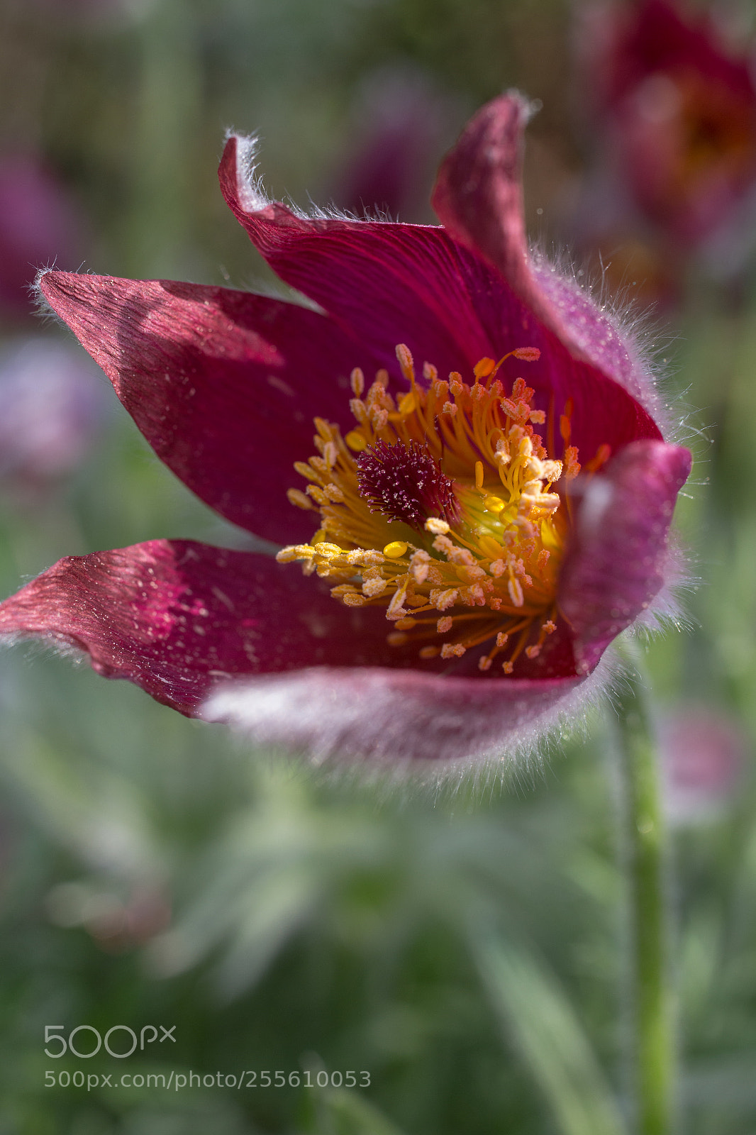 Canon EOS 6D sample photo. Lilac photography
