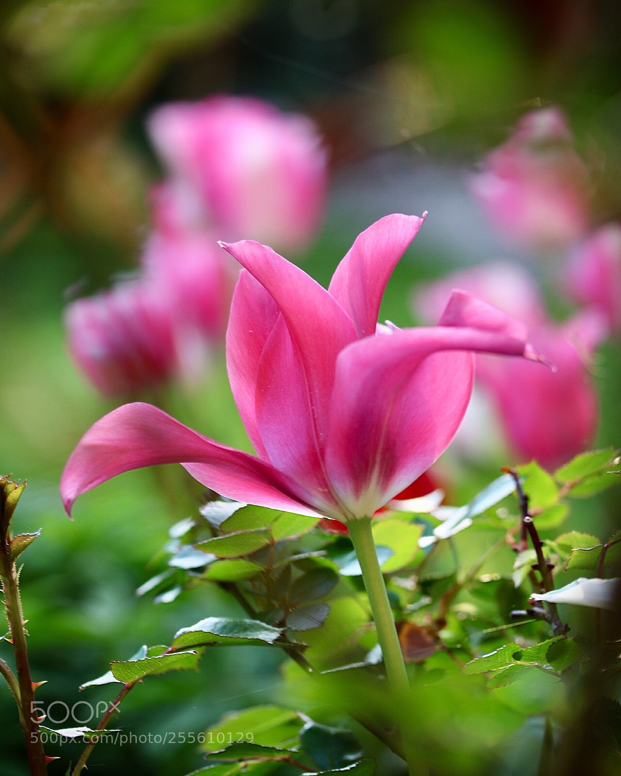 Canon EOS 760D (EOS Rebel T6s / EOS 8000D) sample photo. Tulpe photography