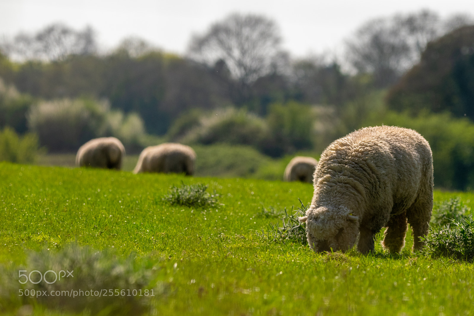 Nikon D3300 sample photo. Spring photography