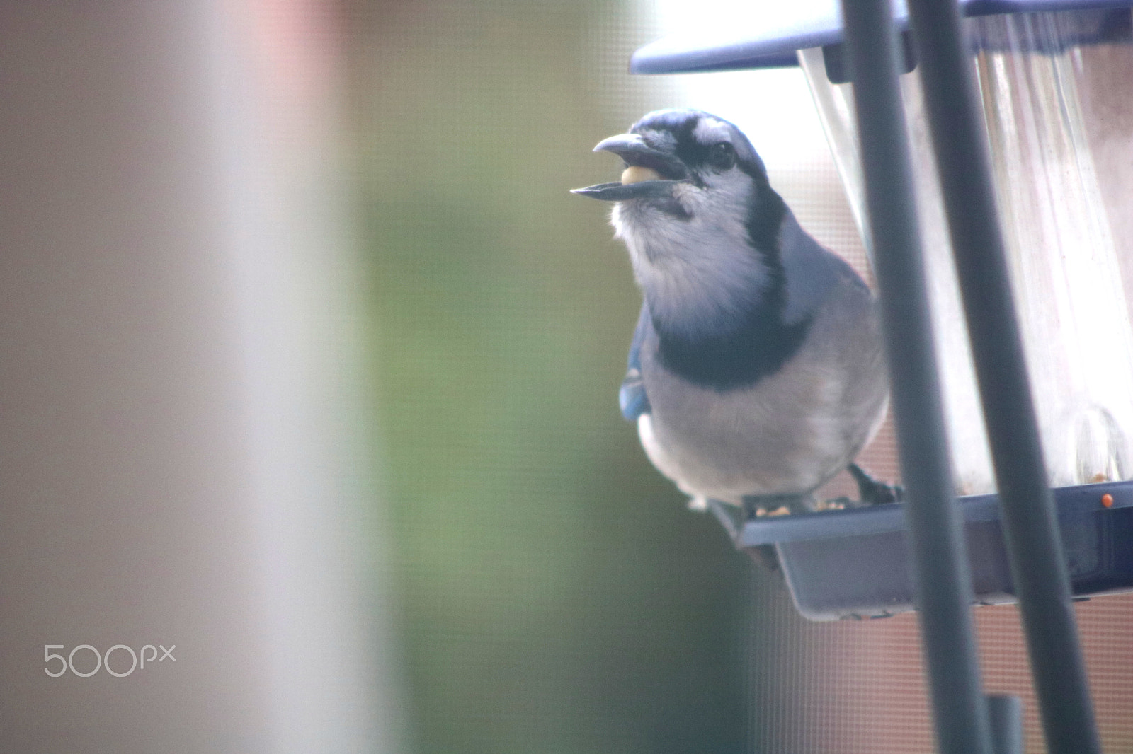 Canon EF 75-300mm f/4-5.6 sample photo. Blue jay feeding photography