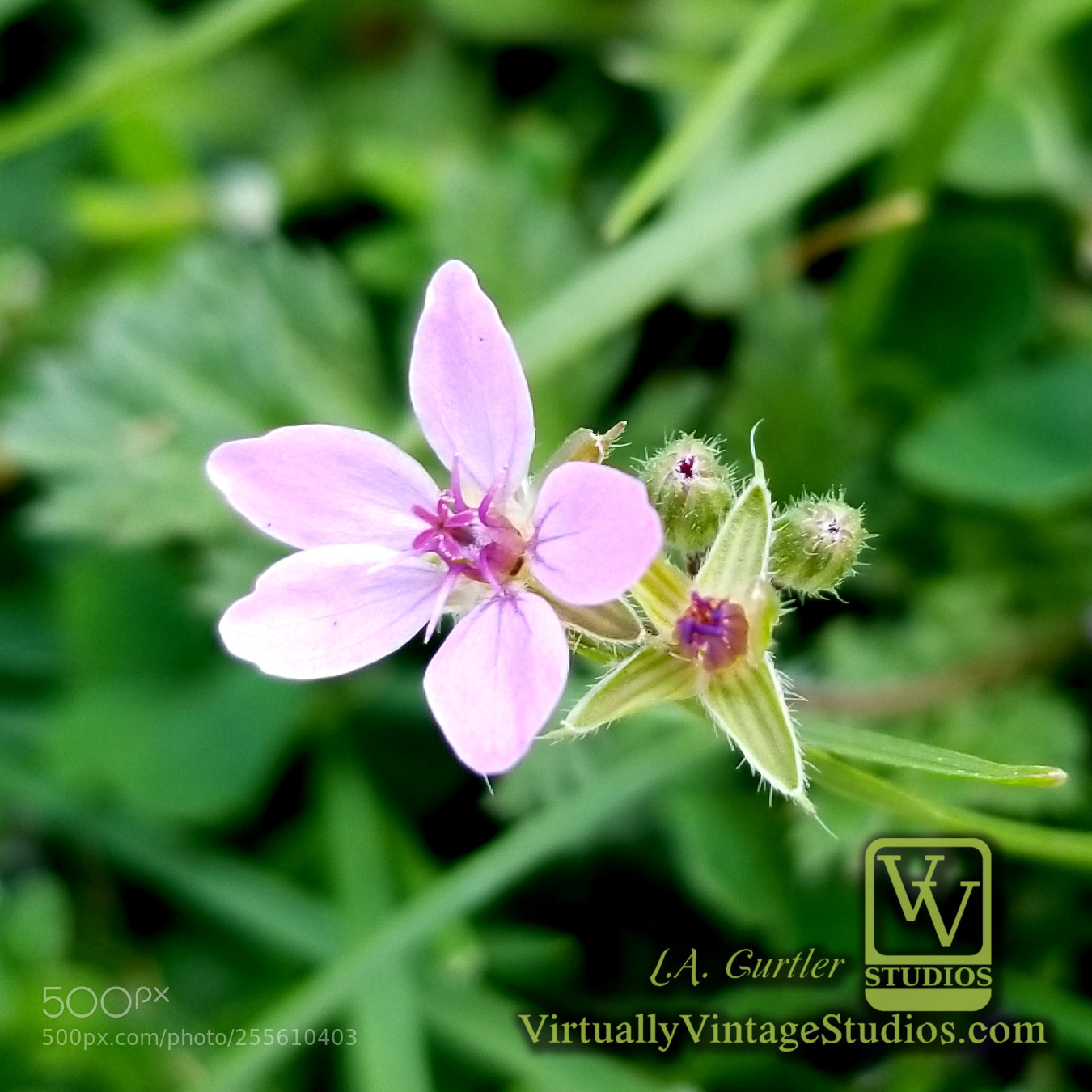 Samsung Galaxy S8 sample photo. Storksbill photography