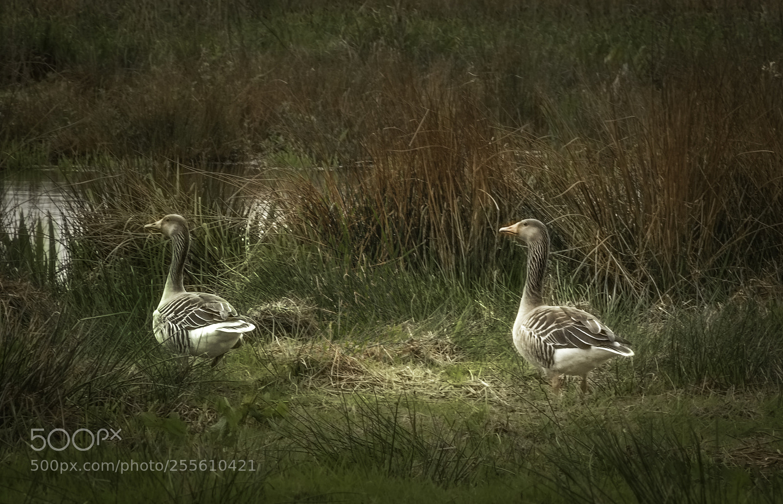 Nikon D5000 sample photo. Geese photography