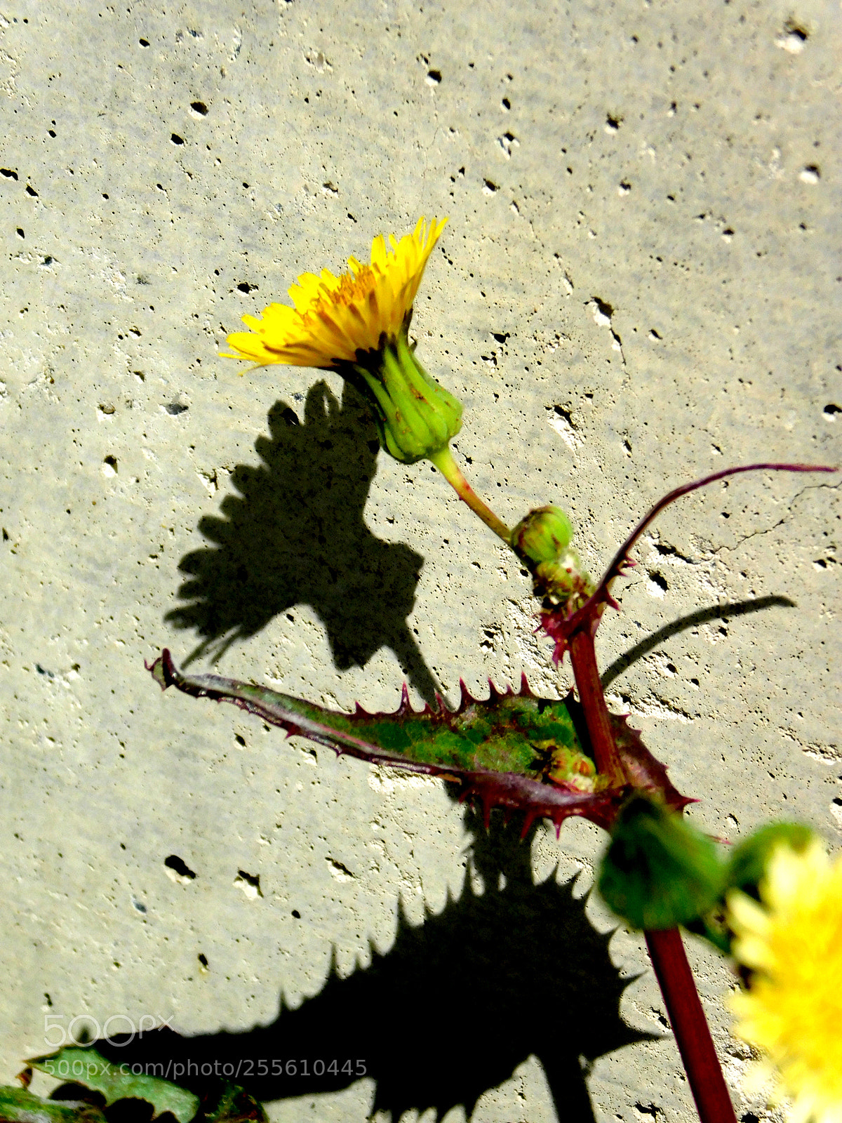 Nikon Coolpix B500 sample photo. Dance with herself photography