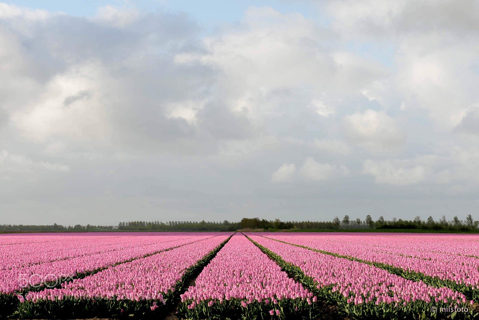Nikon D800 sample photo. Roze tulips 1 photography