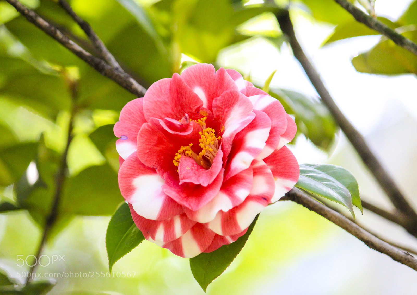 Canon EOS 600D (Rebel EOS T3i / EOS Kiss X5) sample photo. Xxxxx flower ?? photography