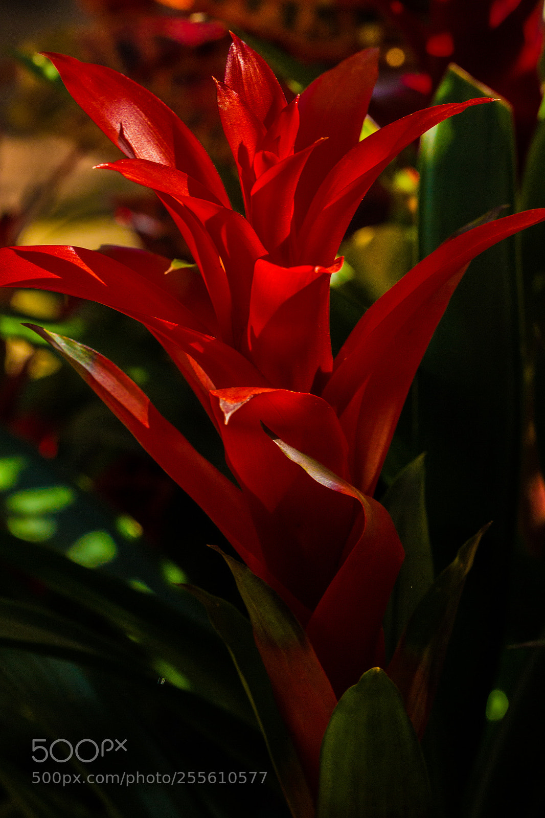 Canon EOS 70D sample photo. Bromeliad in red photography