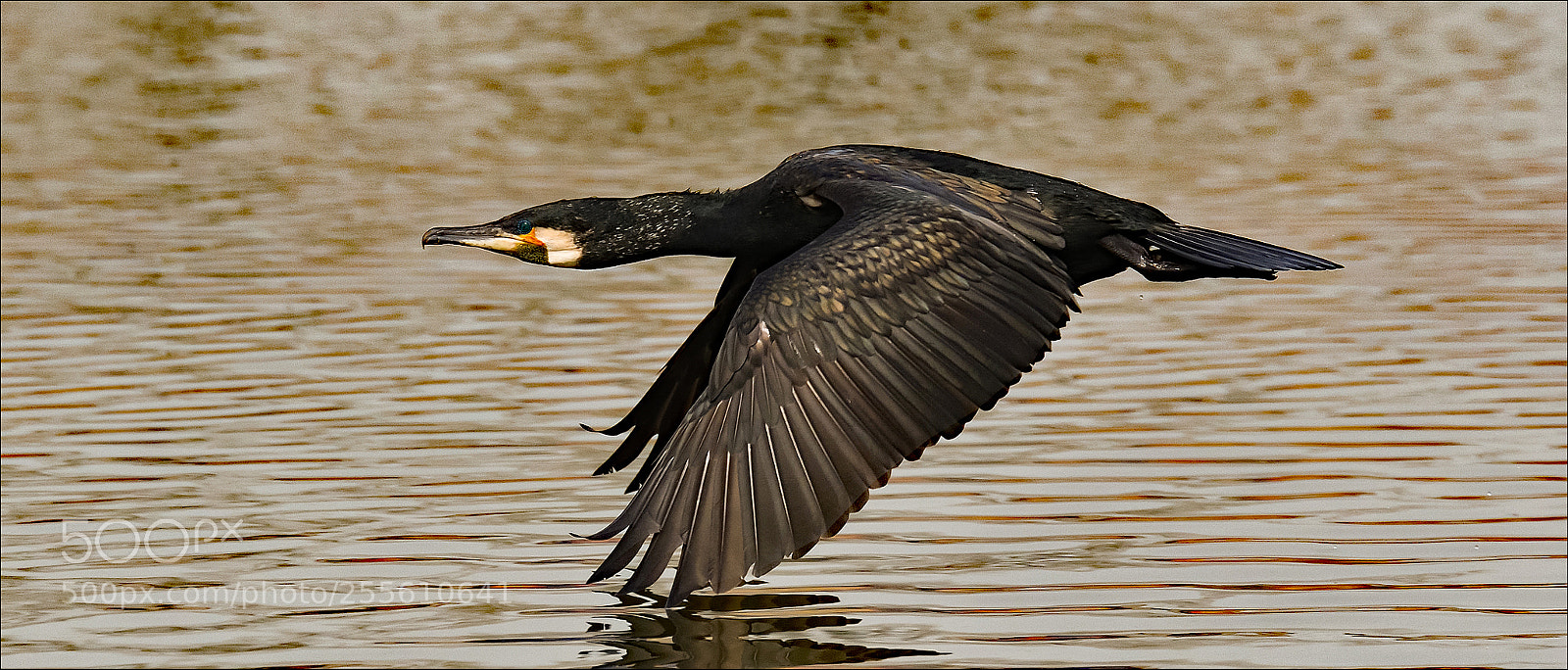 Nikon D500 sample photo. Flying over water photography