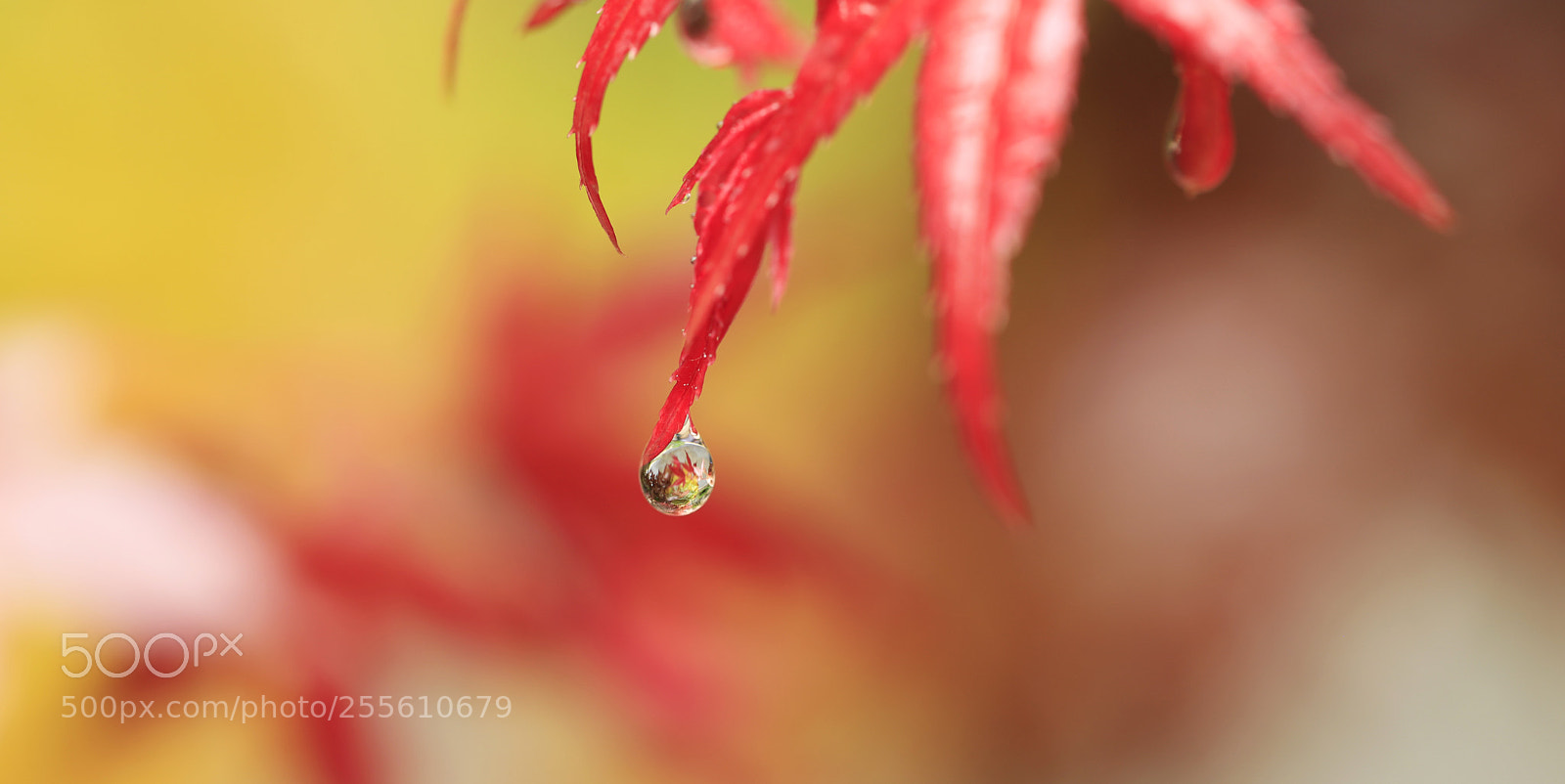 Canon EOS 5DS R sample photo. A photography
