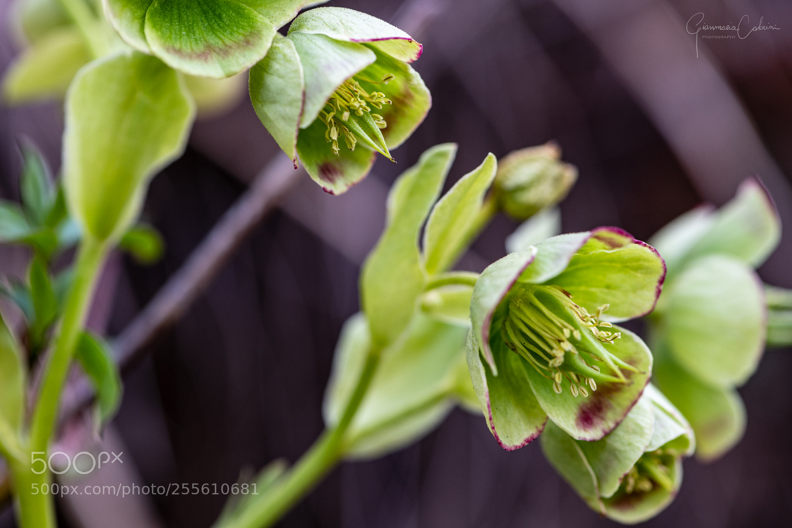 Nikon D850 sample photo. Helleborus foetidus photography