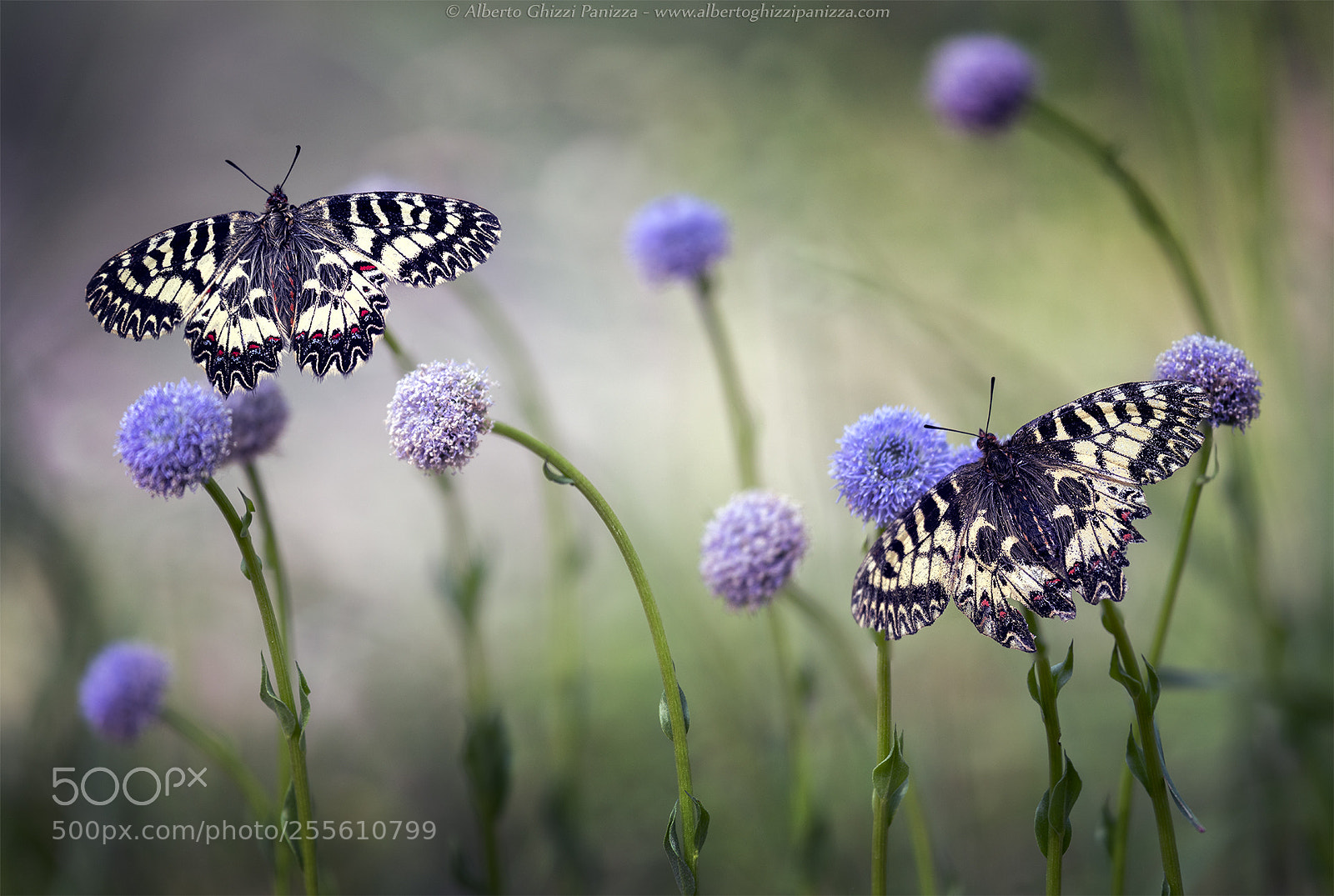 Nikon D850 sample photo. Delicate wings photography