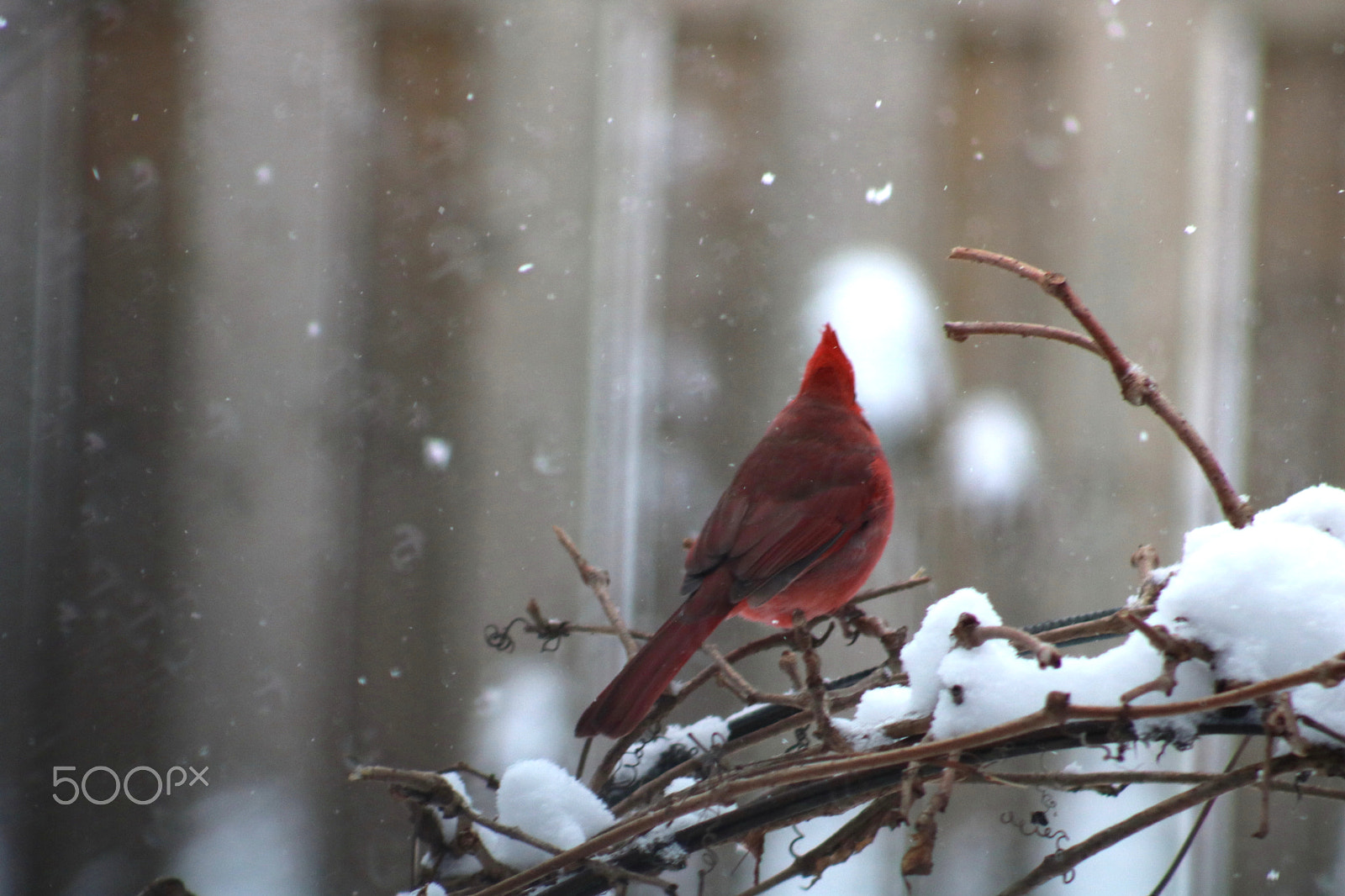 Canon EF 75-300mm f/4-5.6 sample photo. Cardinal photography