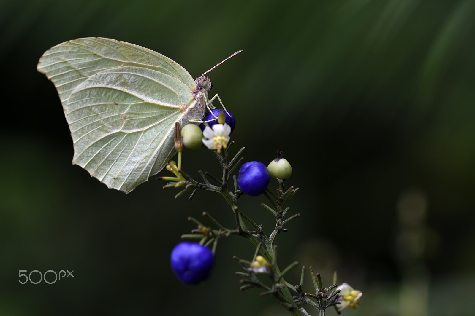 Nikon AF-S Micro-Nikkor 105mm F2.8G IF-ED VR sample photo. Catopsilia florella photography