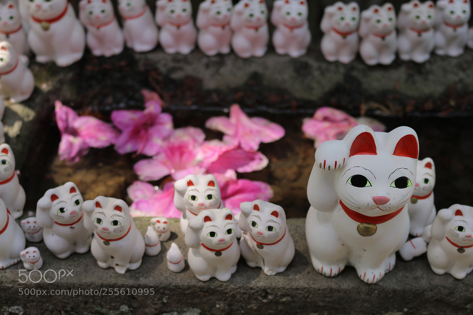 Canon EOS 70D sample photo. Lucky cat photography