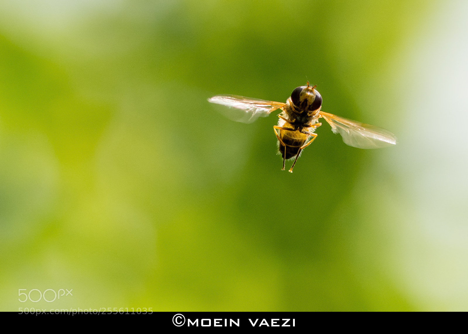 Nikon D7100 sample photo. Fly photography
