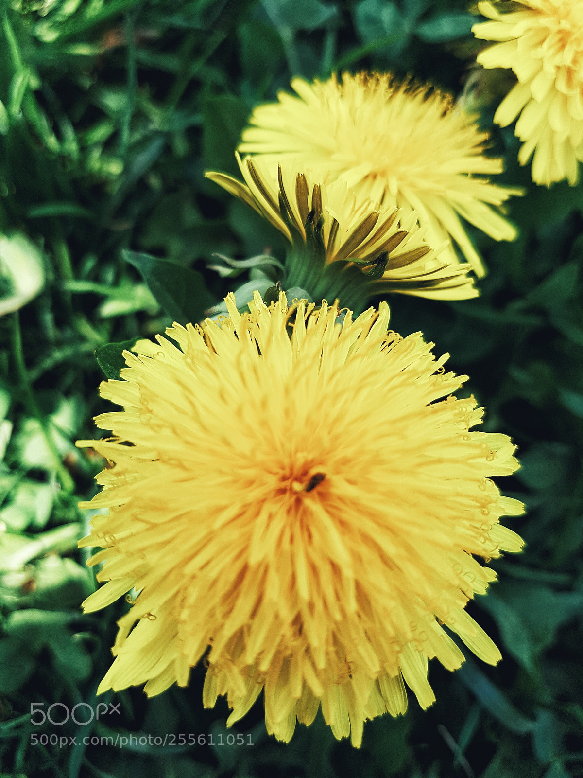 Samsung Galaxy S7 sample photo. Dandelion photography