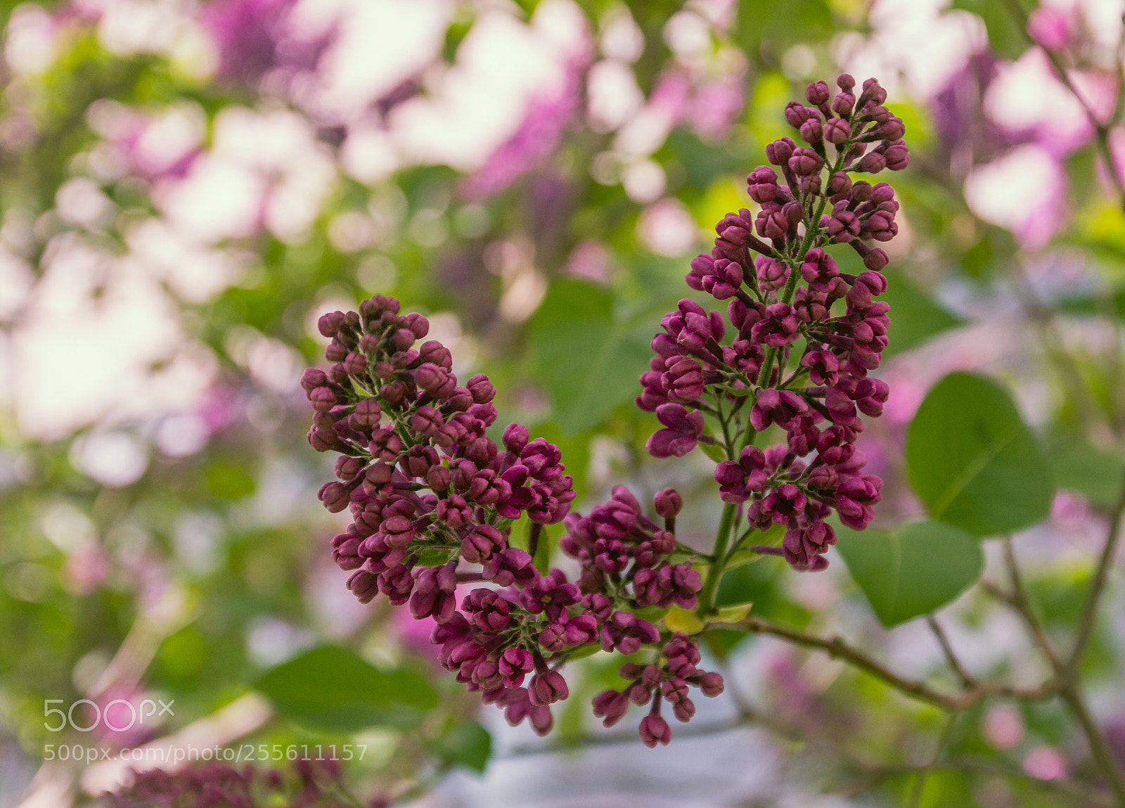 Canon EOS 60D sample photo. The lilac blooms photography