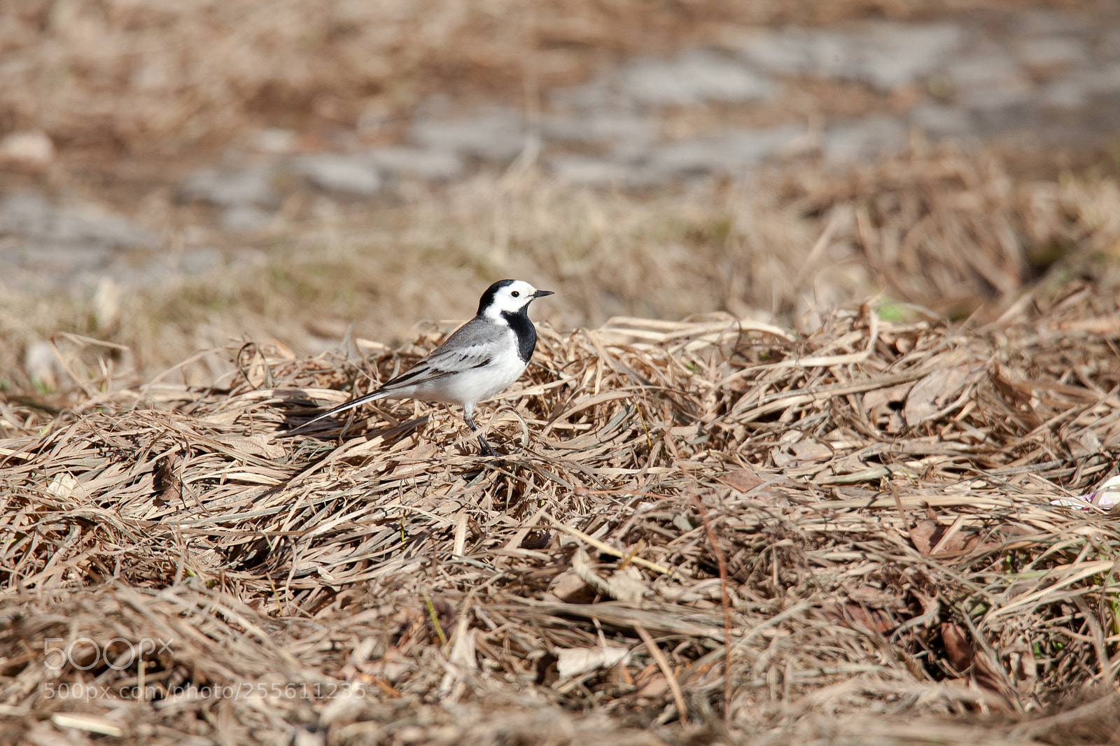 Canon EOS 5D Mark II sample photo. Img photography