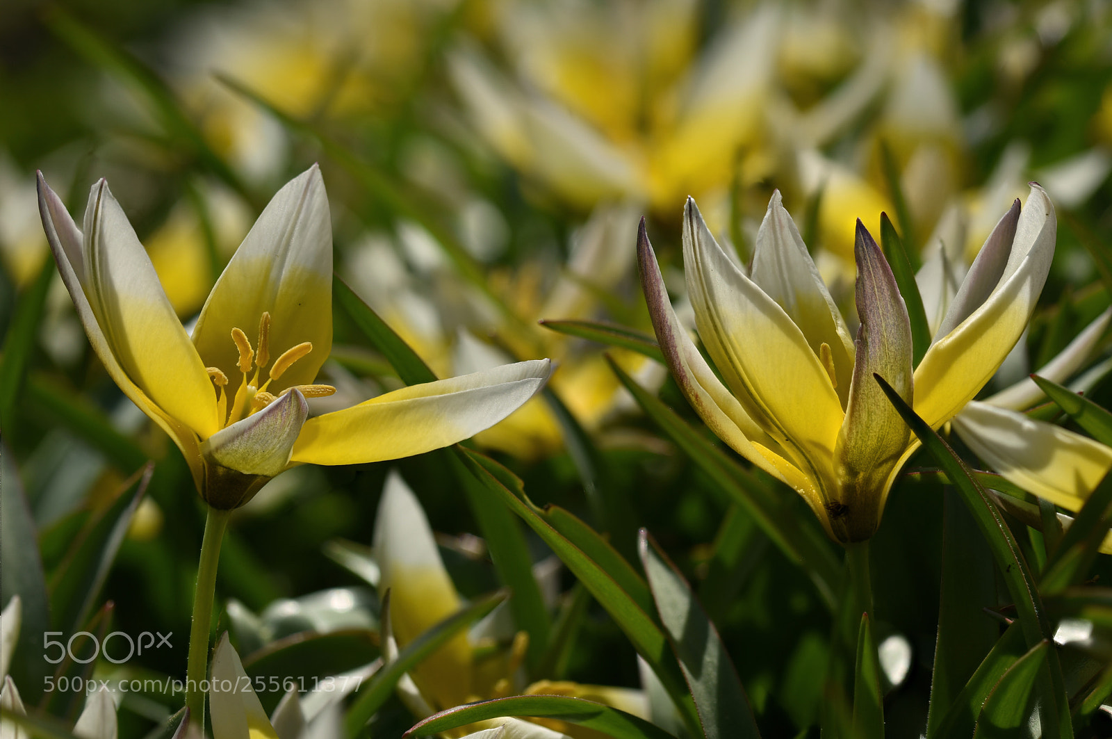 Nikon D7200 sample photo. Tulipa tarda photography