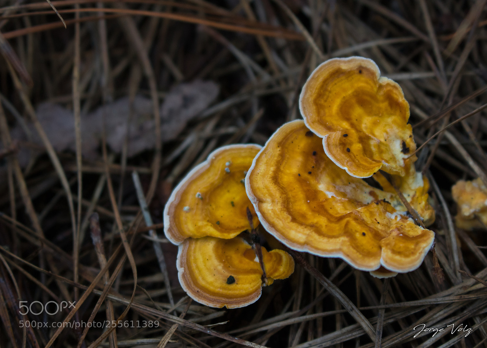 Canon EOS 80D sample photo. Colored fungi photography