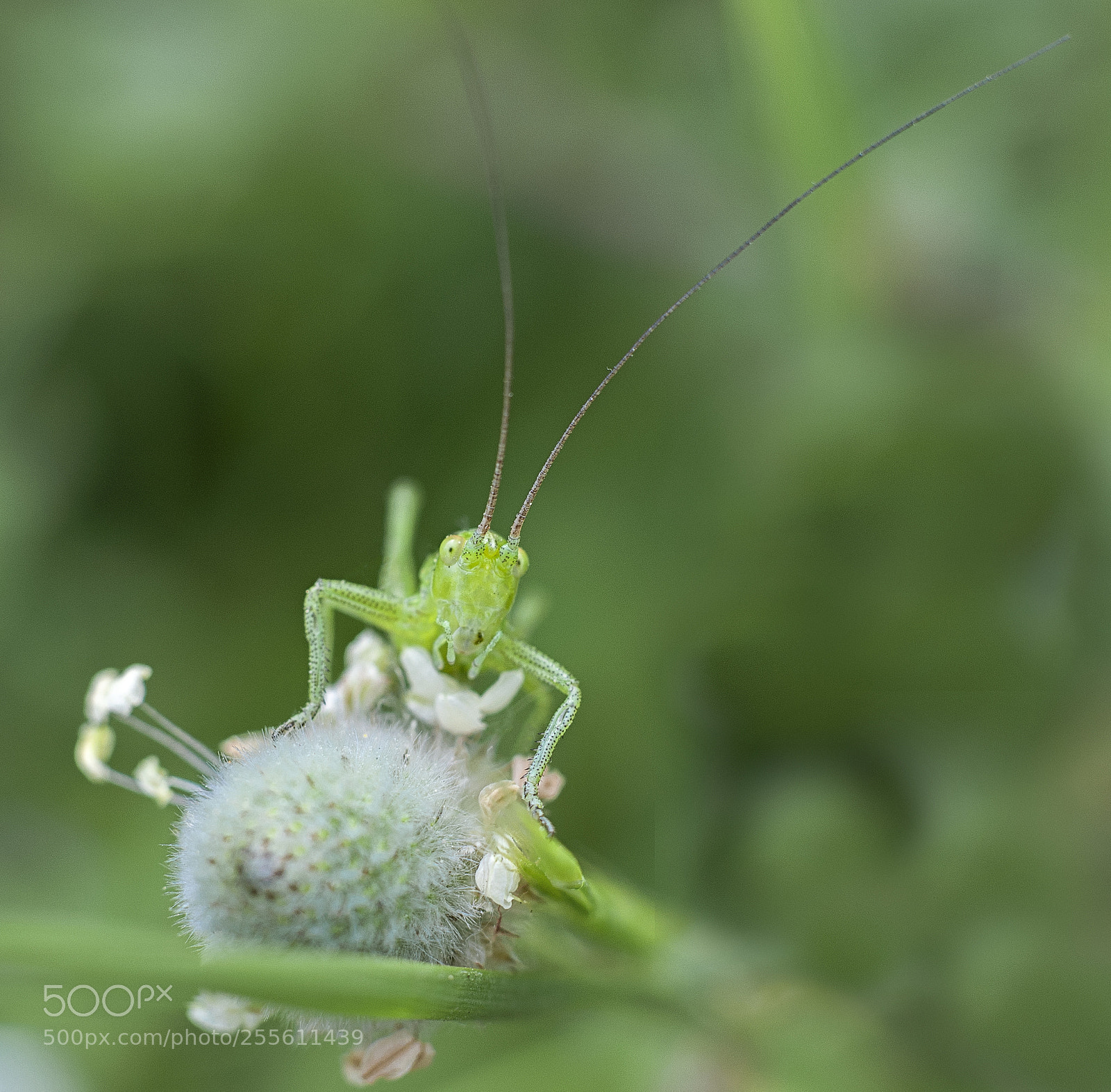 Nikon D300 sample photo. Green grasshopper photography