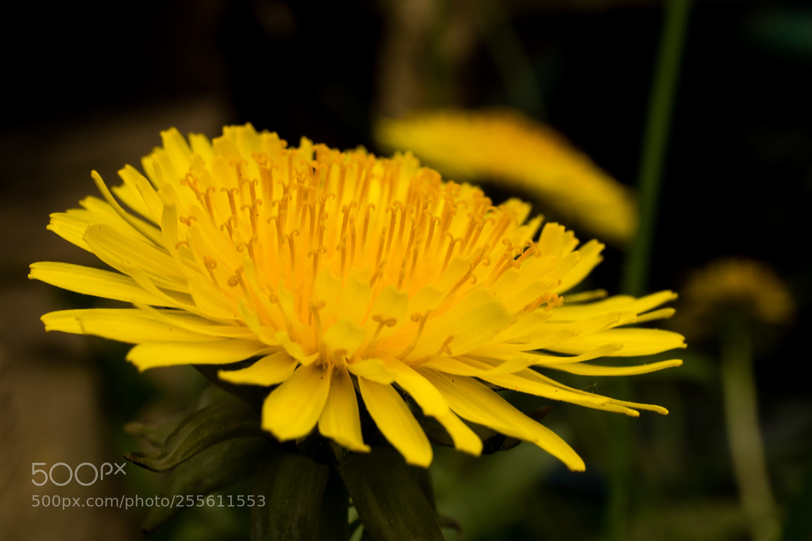 Canon EOS 6D sample photo. Yellow photography