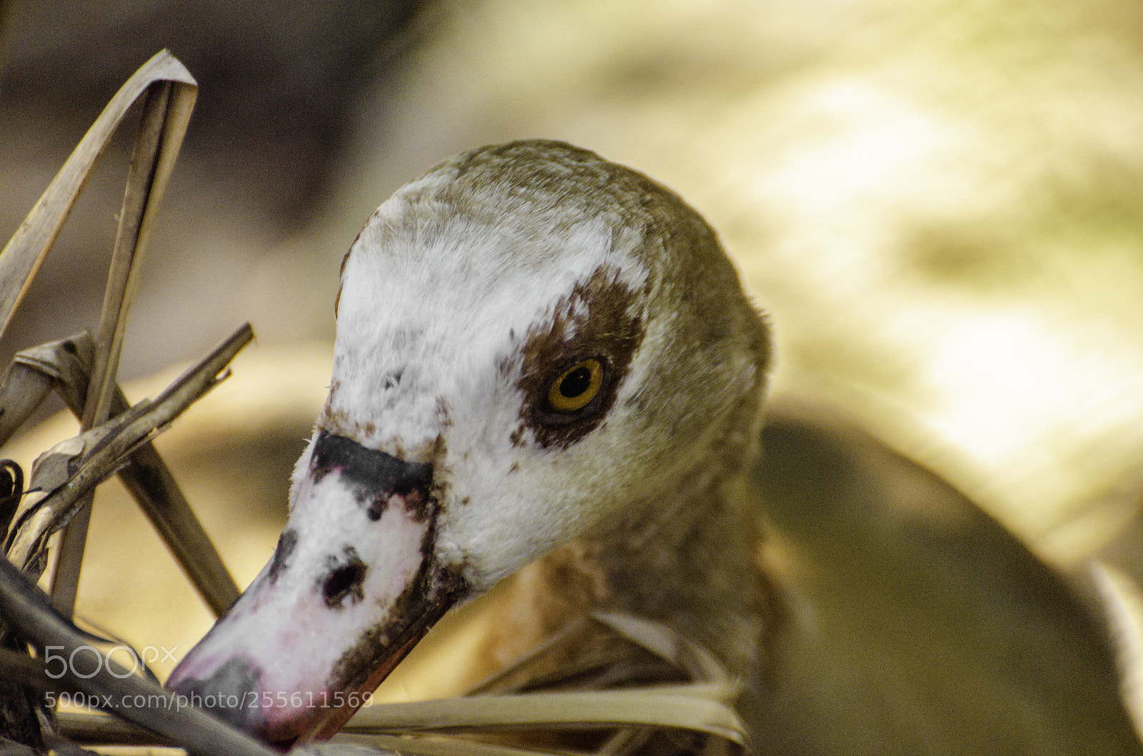 Nikon D7000 sample photo. Curious duck photography