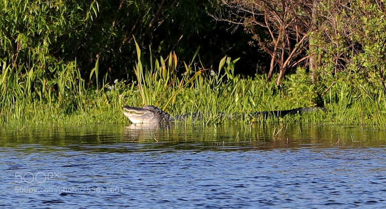 Canon EOS-1D X Mark II sample photo. 04-28-18-0015031.jpg photography