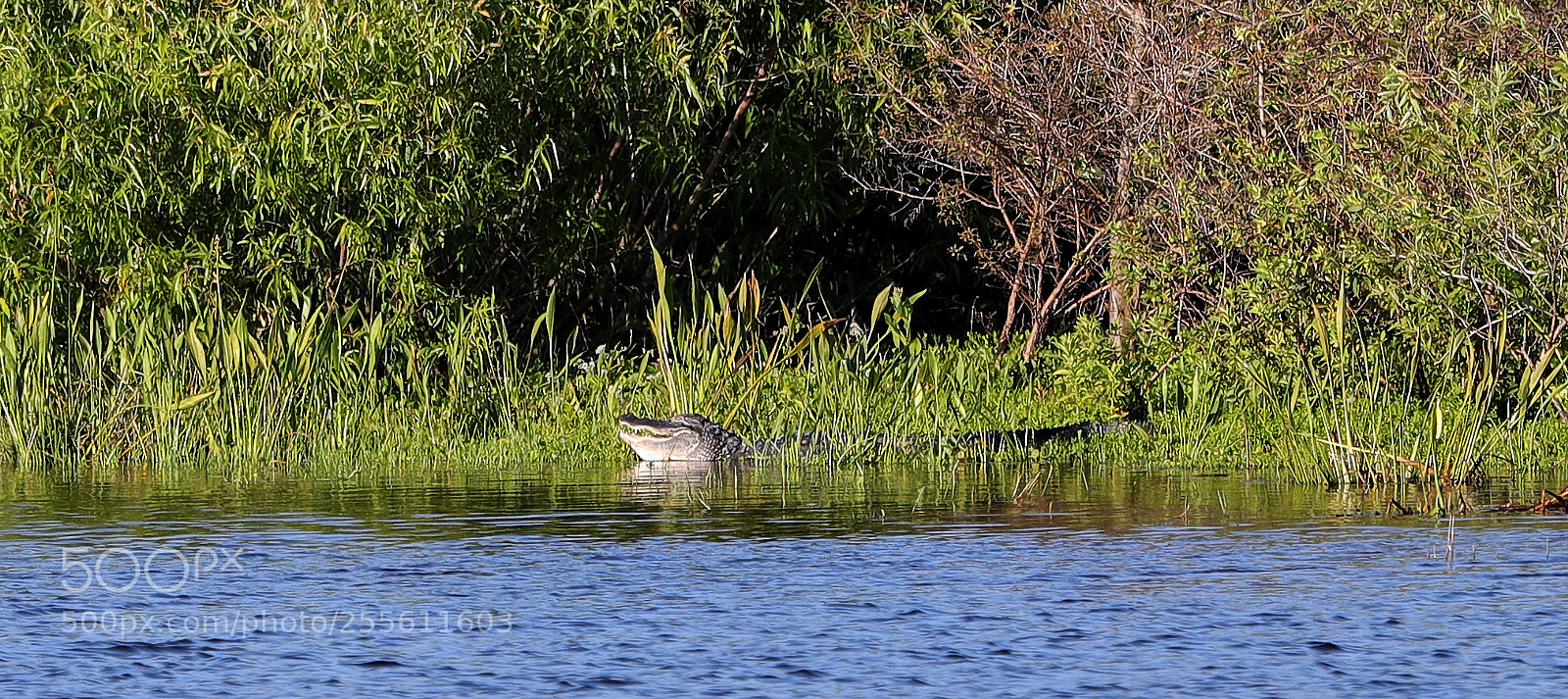 Canon EOS-1D X Mark II sample photo. 04-28-18-0015030.jpg photography