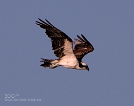 Canon EOS-1D X Mark II sample photo. 04-28-18-0014972.jpg photography
