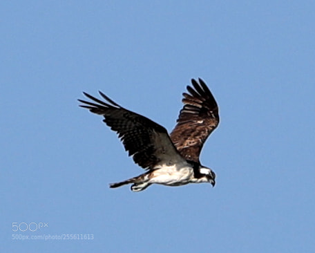 Canon EOS-1D X Mark II sample photo. 04-28-18-0014971.jpg photography
