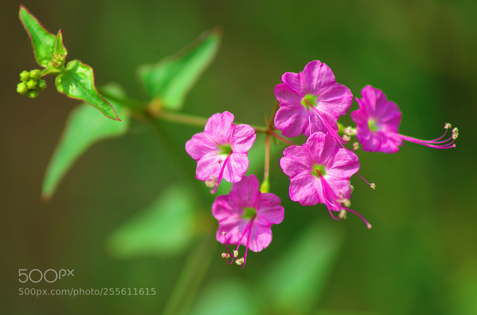 Pentax K-500 sample photo. Fantastic five ! photography